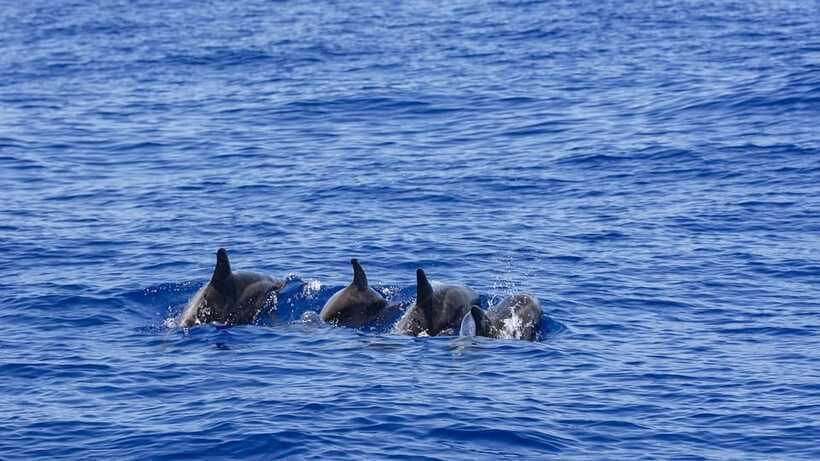 Mirissa: Sunset Catamaran Sailing Boat Tour with Dinner - Snacks, service, and the small-group feel