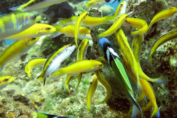 Montego Bay to Catamaran Cruise, Negril Beach and Rick's Café - Why this Montego Bay to Negril day works