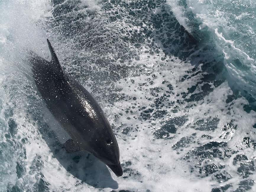 Naples: Catamaran Cruises with Wildlife Views - Afternoon sightseeing through Naples Bay