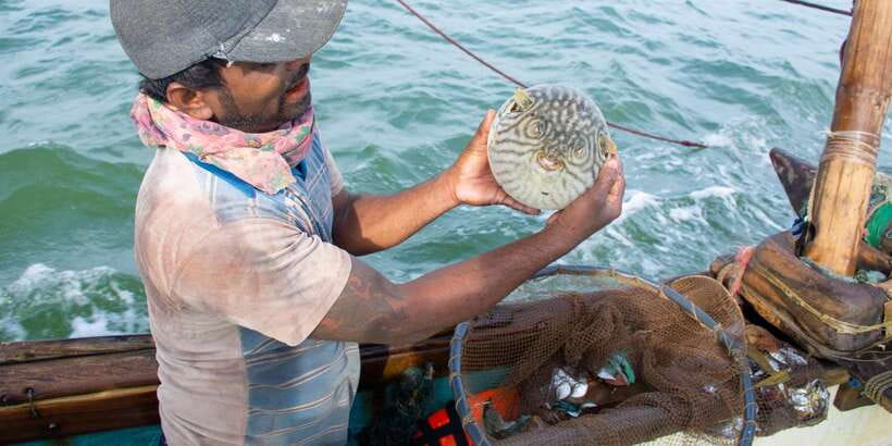 Negombo: Catamaran Sailing with Traditional Fishermen - Watching the crew raise the traditional sails
