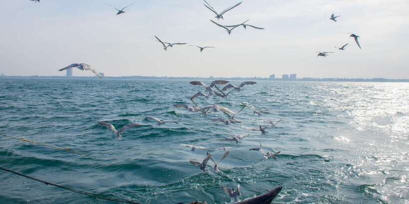 Negombo: Catamaran Sailing with Traditional Fishermen - Seeing traditional net fishing in action
