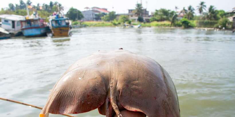 Negombo: Catamaran Sailing with Traditional Fishermen - Returning through the lagoon and seeing local fishing life