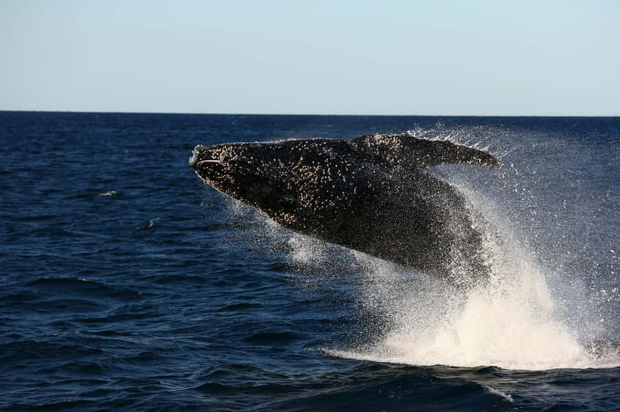 Nelson Bay: Whale and Dolphin Watching Catamaran Cruise - Setting Out From d’Albora Marina