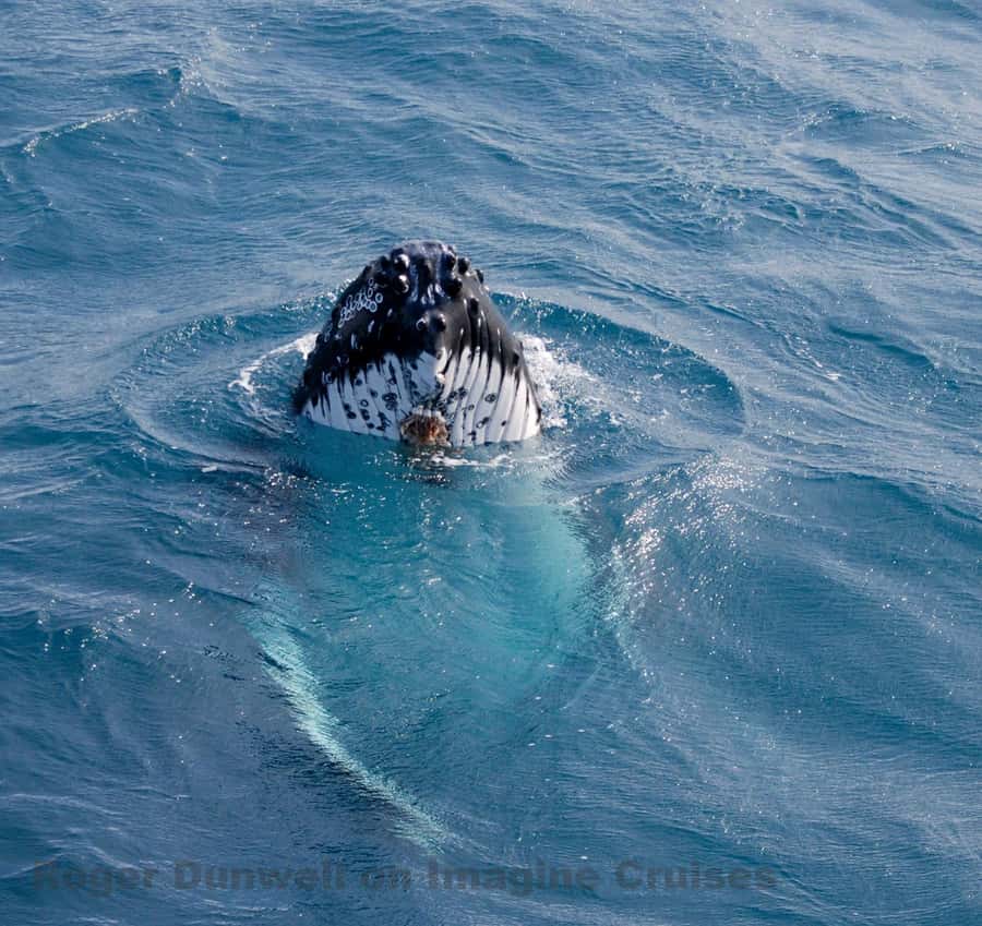 Nelson Bay: Whale and Dolphin Watching Catamaran Cruise - A 54-Foot Catamaran Built for Wildlife Watching