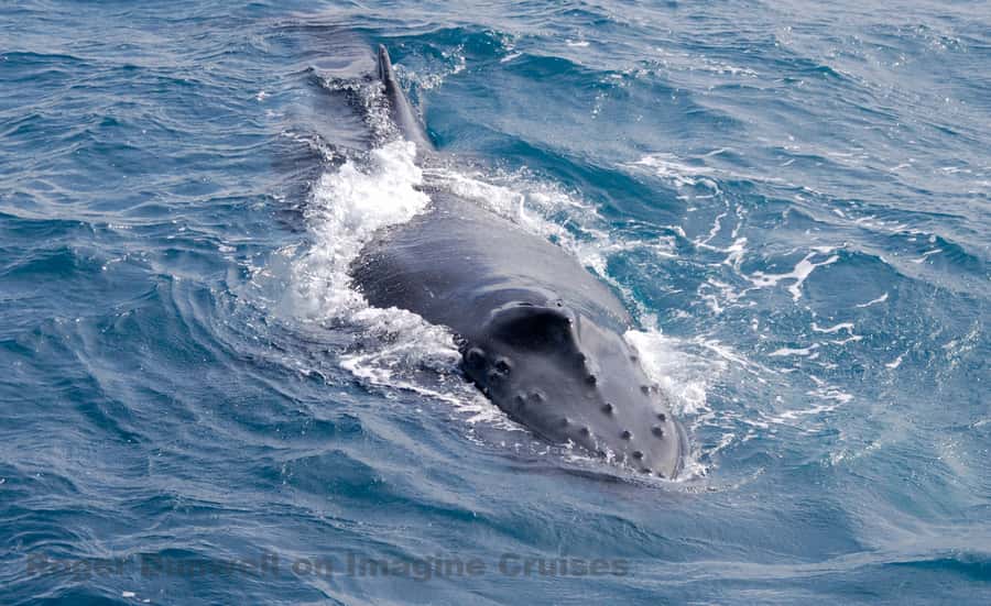 Nelson Bay: Whale and Dolphin Watching Catamaran Cruise - What Whale Behavior You Might See