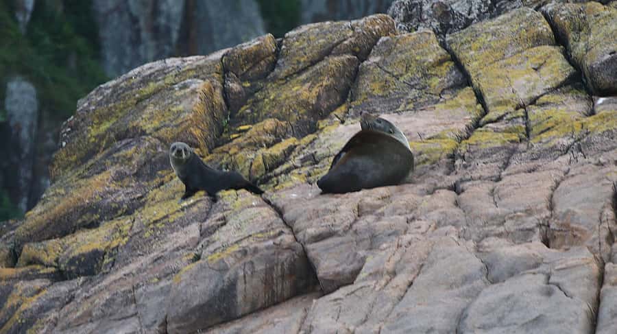 Nelson Bay: Whale and Dolphin Watching Catamaran Cruise - Commentary That Gives the Trip Shape