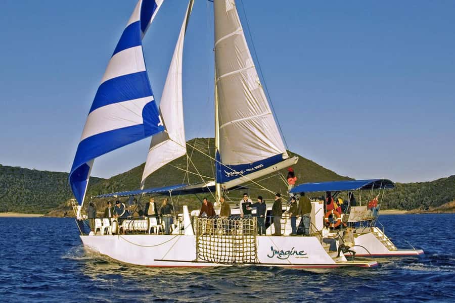 Nelson Bay: Whale and Dolphin Watching Catamaran Cruise - Is the $63 Price Good Value?