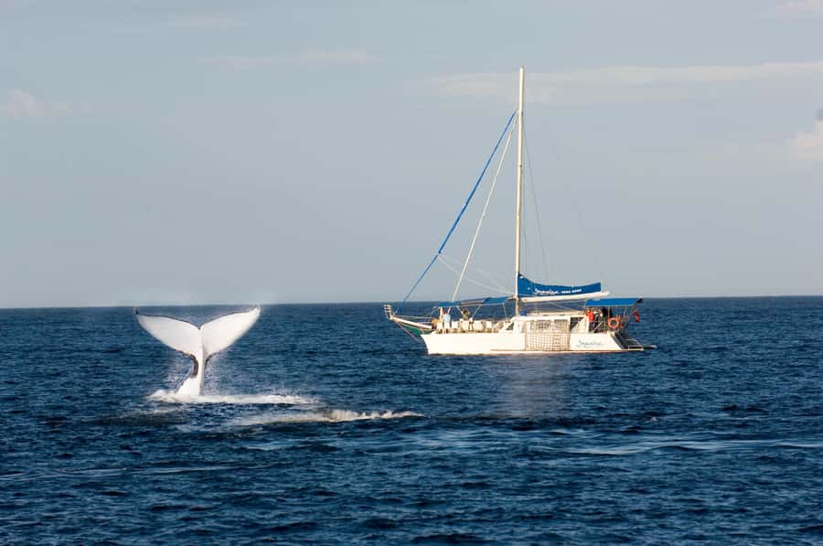 Nelson Bay: Whale and Dolphin Watching Catamaran Cruise - The Three-Hour Search for Humpbacks