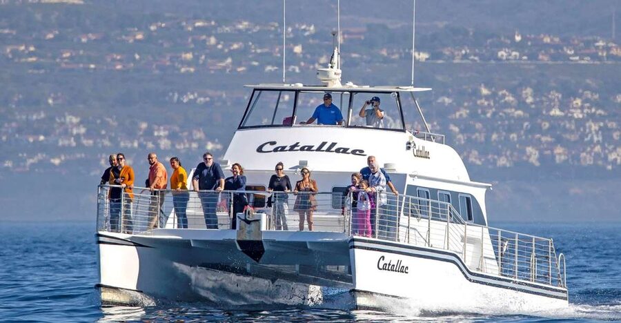 Newport Beach: Luxury Whale Watching Catamaran Cruise - Key points to know before you go