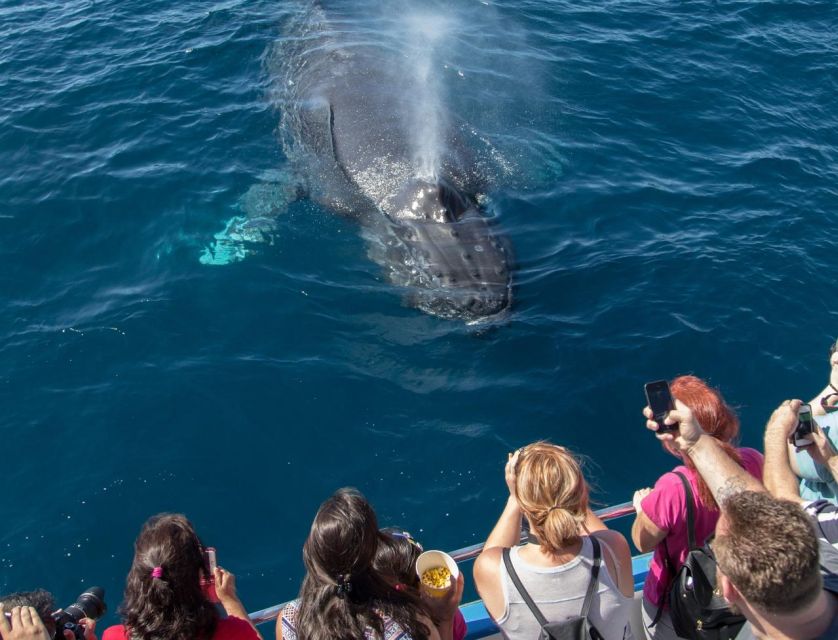 Newport Beach: Luxury Whale Watching Catamaran Cruise - Setting out from Balboa Pavilion