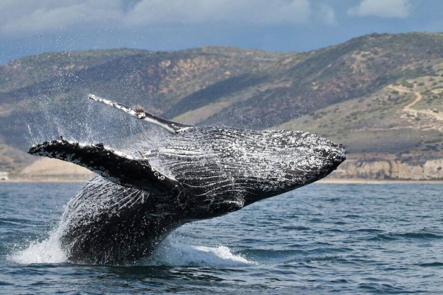 Newport Beach: Luxury Whale Watching Catamaran Cruise - Crystal Cove and the open-water search