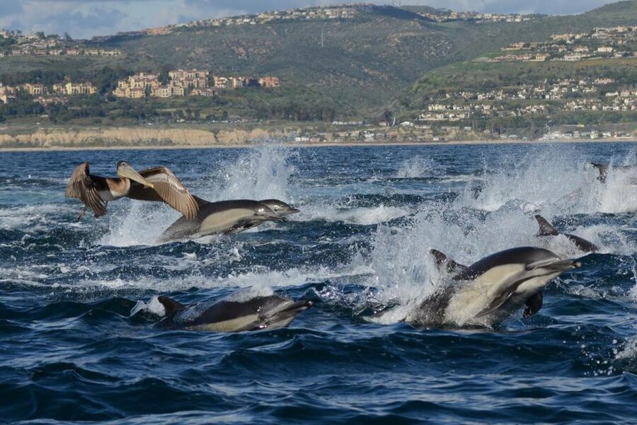 Newport Beach: Luxury Whale Watching Catamaran Cruise - Looking for blue, humpback, fin, and minke whales