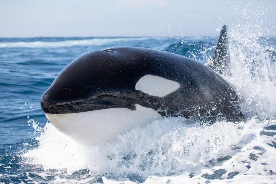 Newport Beach: Luxury Whale Watching Catamaran Cruise - Guide quality and the value of live commentary