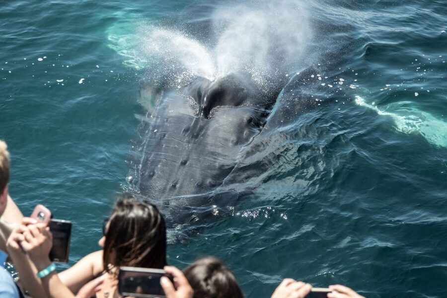 Newport Beach: Luxury Whale Watching Catamaran Cruise - The first coastal views: Balboa Island and Corona del Mar