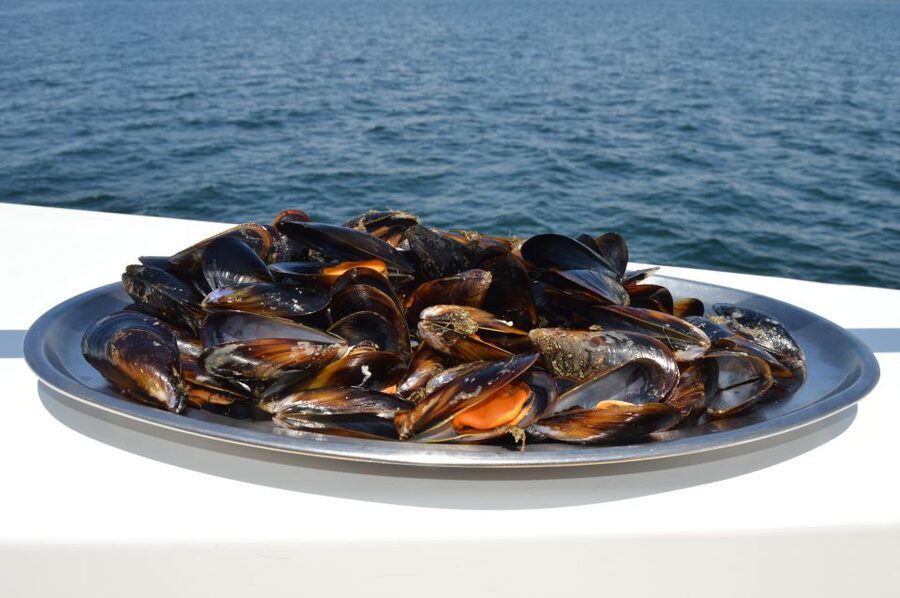 O Grove: Ría de Arousa Catamaran Tour with Seafood Lunch - Who will enjoy the Turimares cruise