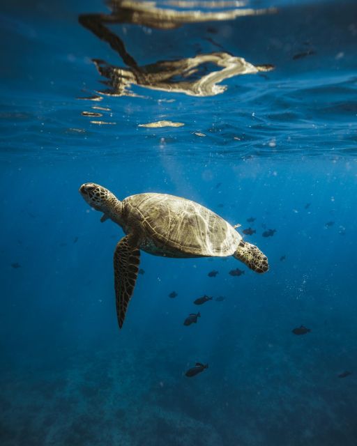 Oahu: Private Catamaran Sunset Cruise & Optional Snorkeling - Leaving Kewalo Basin Harbor for Waikiki