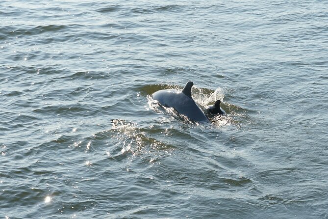 Orange Beach Dolphin Sailing Cruise aboard Catamaran - Drinks, seating, and comfort