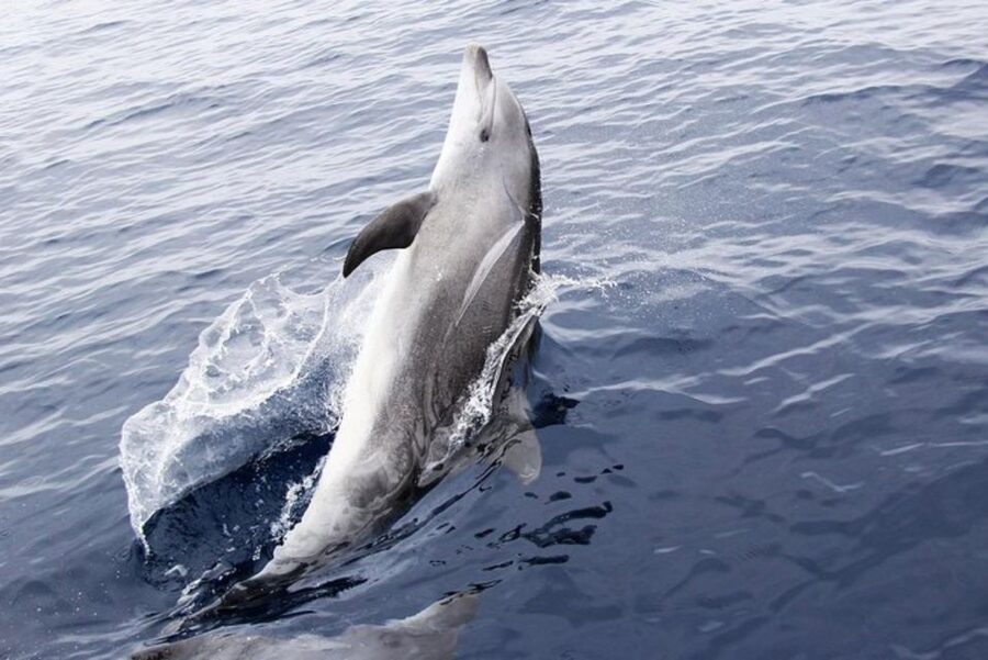 Panama City Beach: Dolphin Sightseeing Trip by Catamaran - Why the dolphins are worth the boat ride