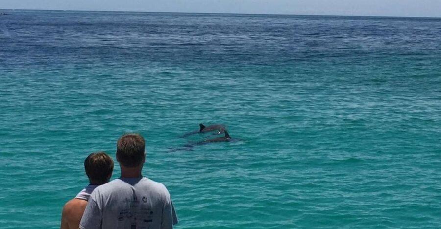 Panama City Beach: Dolphin Sightseeing Trip by Catamaran - The 90-minute route toward Shell Island