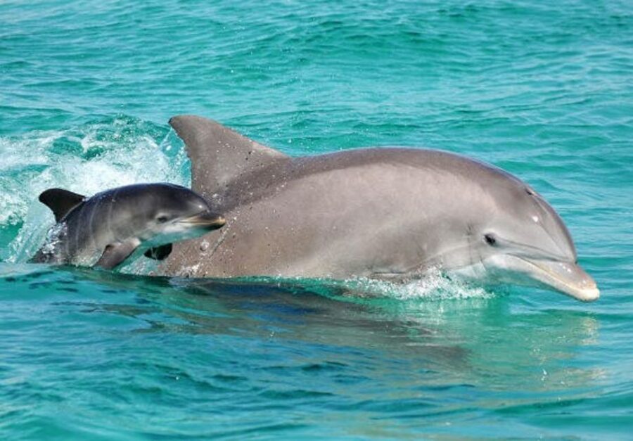 Panama City Beach: Dolphin Sightseeing Trip by Catamaran - Boarding the Footloose at Bluegreen Bayside Resort