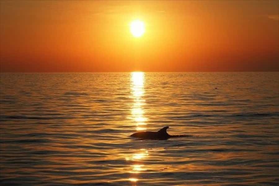 Panama City Beach: Sunset Sail on the Privateer Catamaran - What the Crew Adds to the Evening