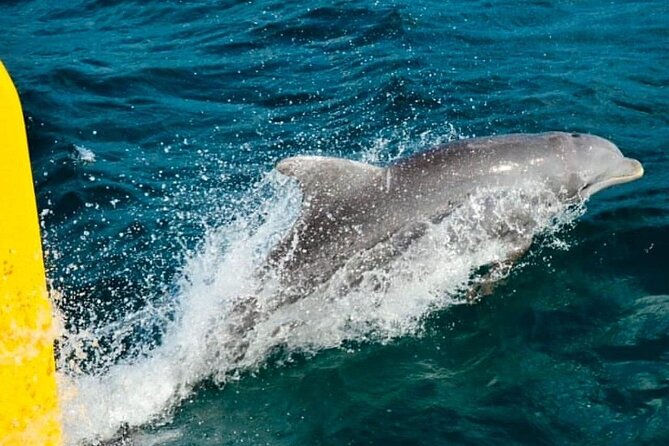 PARTY Catamaran Cruise with Snorkeling Rick's Cafe ADULTS ONLY - Is $88 a fair price?