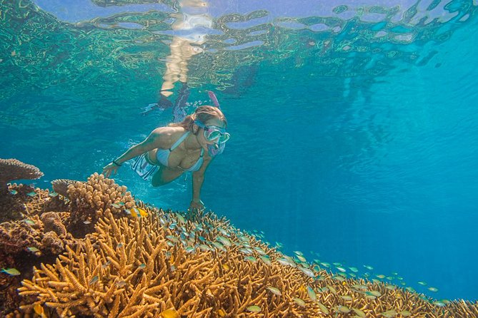 Passions of Paradise Great Barrier Reef Cruise by Catamaran - The reef talk adds meaning to what you see