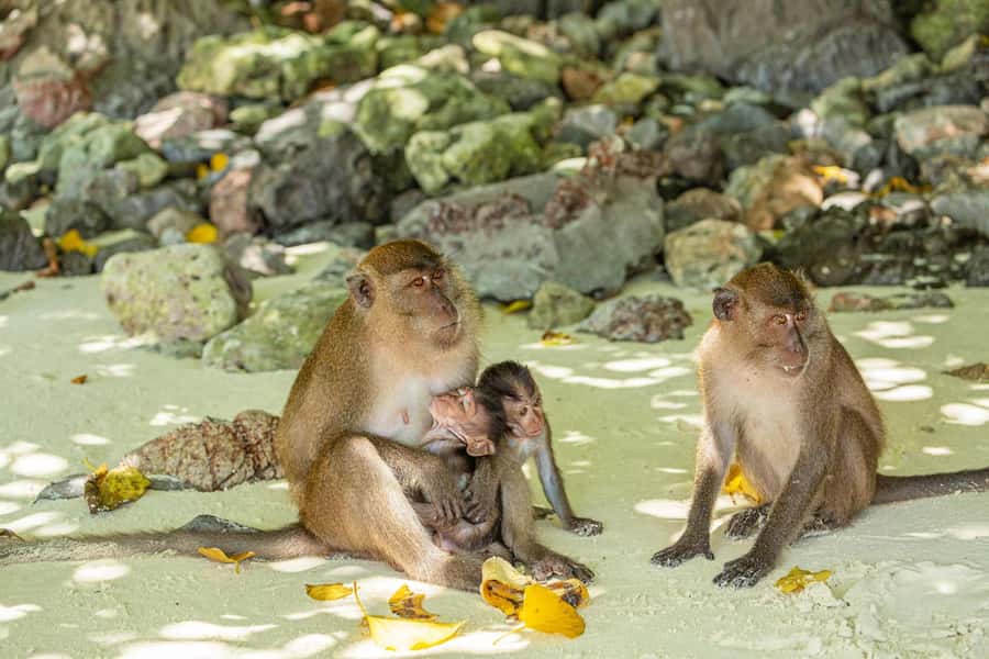 Phuket: Bamboo Island and Phi Phi Islands by Fast Catamaran - Key points to know before booking
