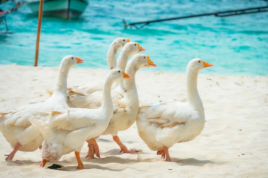 Phuket: Coral, Racha, Promthep Island Catamaran Trip & Lunch - Lunch on board keeps the schedule simple