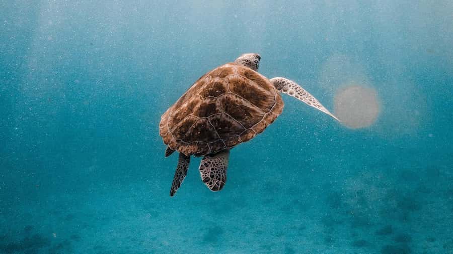 Phuket/Khao Lak: Similan Islands Luxury Catamaran Experience - Island 7 and Island 9: scenery and water time