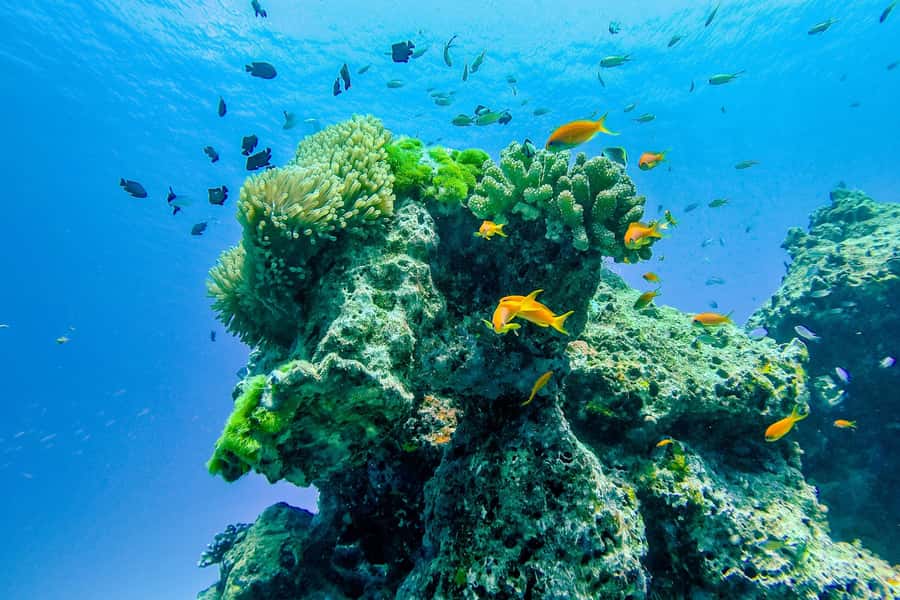 Phuket/Khao Lak: Similan Royal Day Trip by Speed Catamaran - What the $135 price really covers