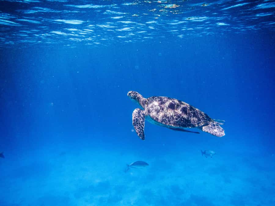 Phuket/Khao Lak: Similan Royal Day Trip by Speed Catamaran - Leaving from Phuket or Khao Lak