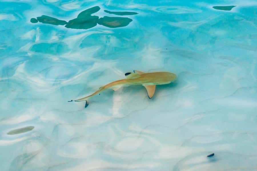 Phuket: Phi Phi Islands Day-Trip by Speed Catamaran - Maya Bay: beautiful, famous, and rarely quiet