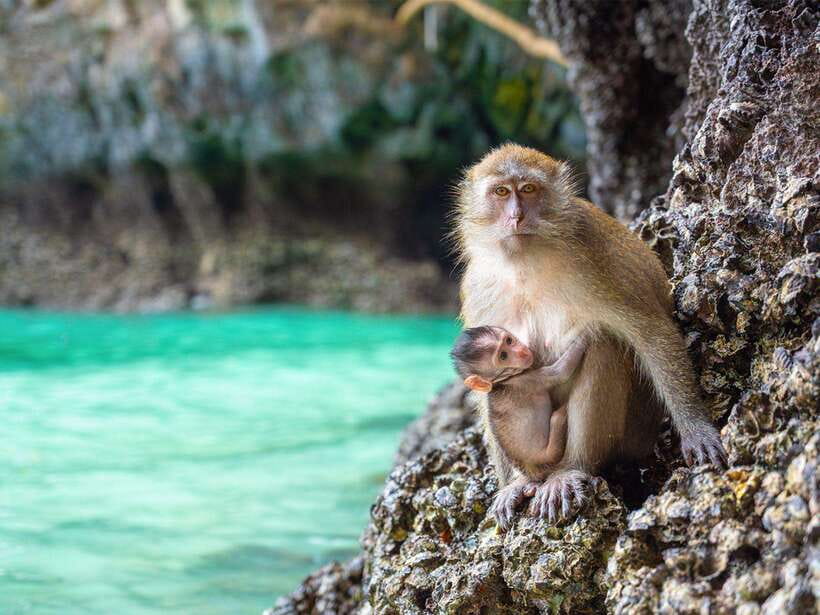 Phuket: Phi Phi, Maya and Khai Or Bamboo Island by Catamaran - Lunch and a break on Phi Phi Don