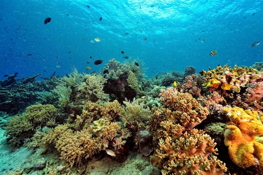 Phuket: Similan Island Day Trip by Speed Boat Catamaran - Koh Ba Ngu and the strongest snorkeling stop