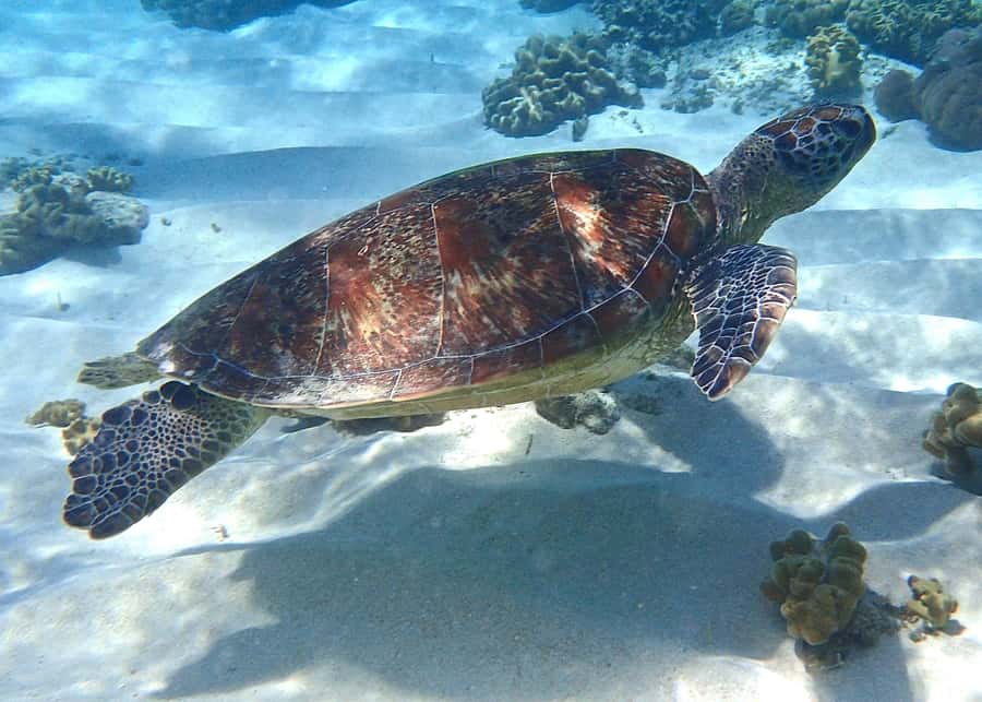 Port Douglas: Low Isles Afternoon Cruise on Luxury Catamaran - A luxury catamaran rather than a basic reef transfer