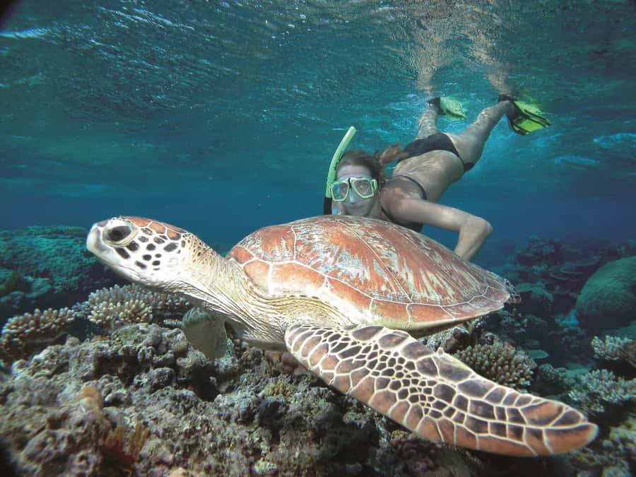 Port Douglas: Reef & Low Isles Cruise on Luxury Catamaran - A glass bottom boat gives you another view