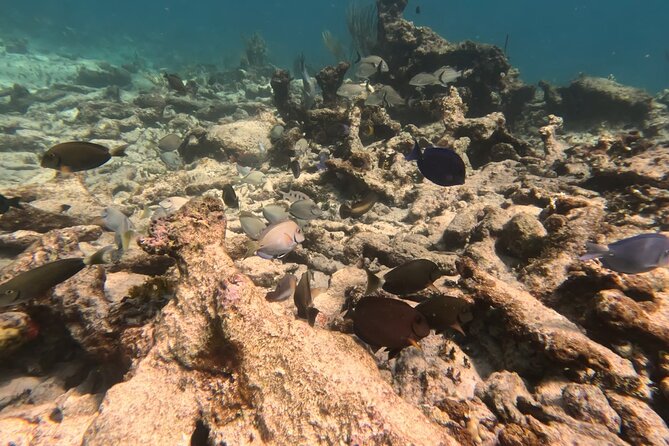Prickly Pear Catamaran Trip from St Maarten Including Lunch - Is $135 a fair price?
