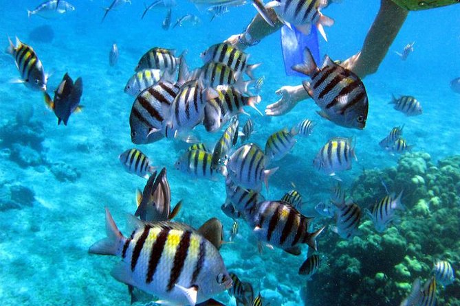 Private Catamaran Booze Cruise & Snorkeling - Snorkeling: a pleasant extra, not the main event