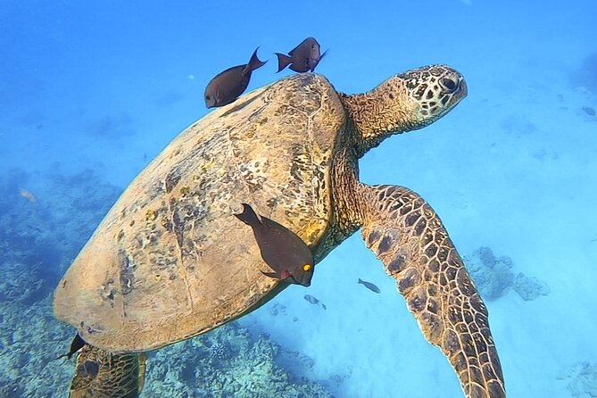 Private Catamaran Charter in Waikiki (1-6 Guests) - Is $900 a fair price for six people?