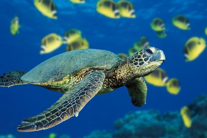 Private Full-Day Catamaran Sailing Charter in St Maarten - Snorkeling at Creole Rock