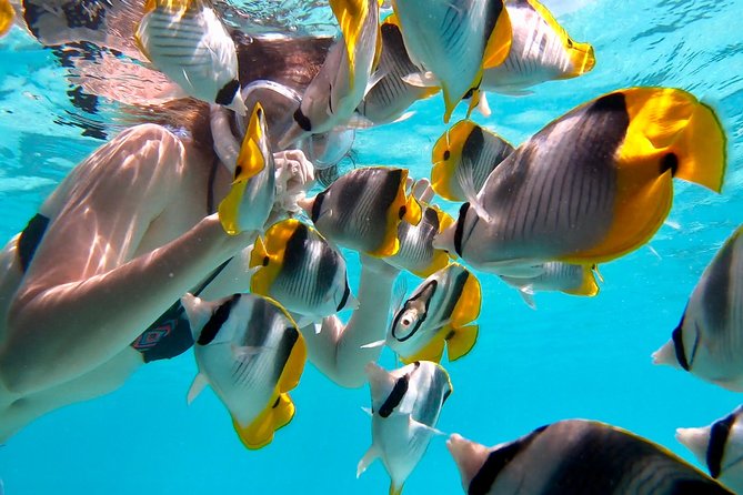 PRIVATE Sunset Tour: Moorea Snorkeling on a Catamaran named Taboo - A few practical points before you book