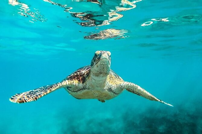 Private Tour: Barbados Catamaran Snorkeling Cruise - Holetown’s wreck and marine park