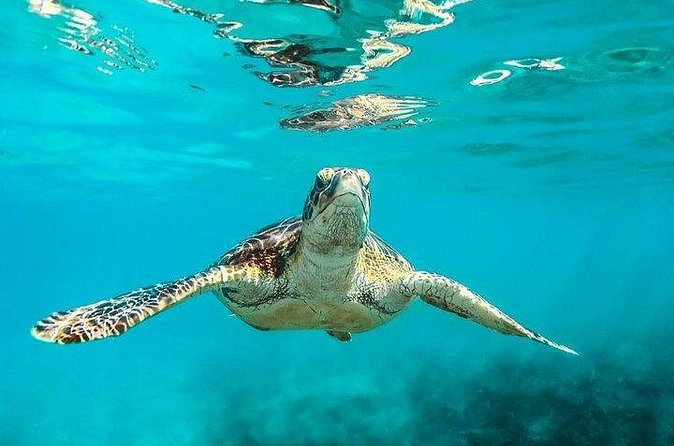 Private Tour: Barbados Catamaran Snorkeling Cruise - The ride back with rum punch and soca