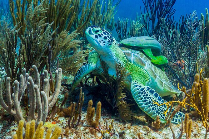 Puerto Morelos Catamaran Reef Sail and Snorkel - What the crew adds to the experience