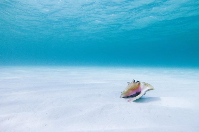 Puerto Morelos Secret Sandbar Catamaran Sail - Booking, cancellation, and weather details