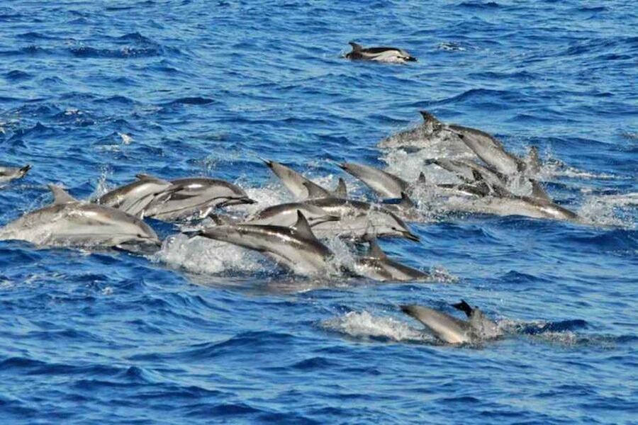 Puerto Rico de Gran Canaria: Premium Dolphin Catamaran Tour - Key points to know before booking