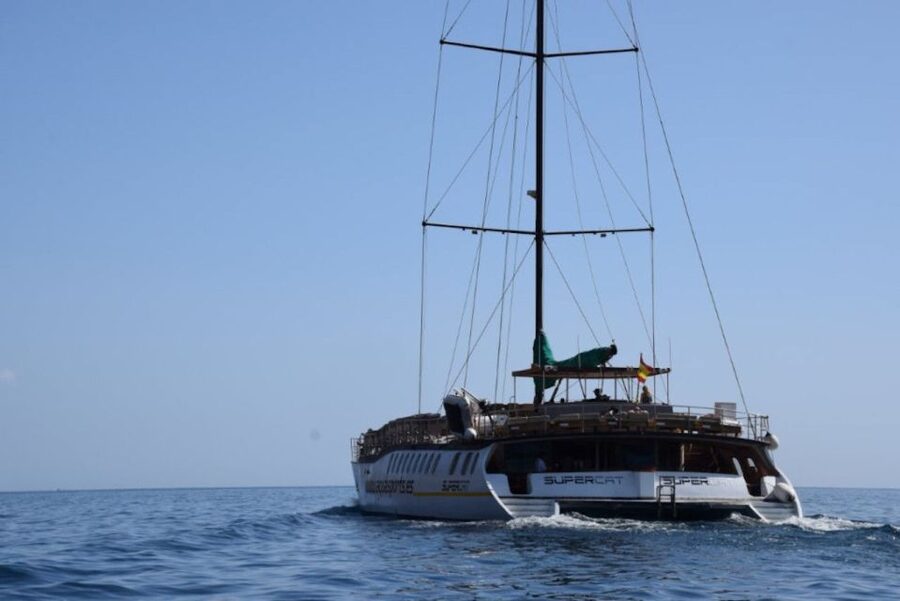 Puerto Rico de Gran Canaria: Premium Dolphin Catamaran Tour - Should you book the Puerto Rico dolphin catamaran?
