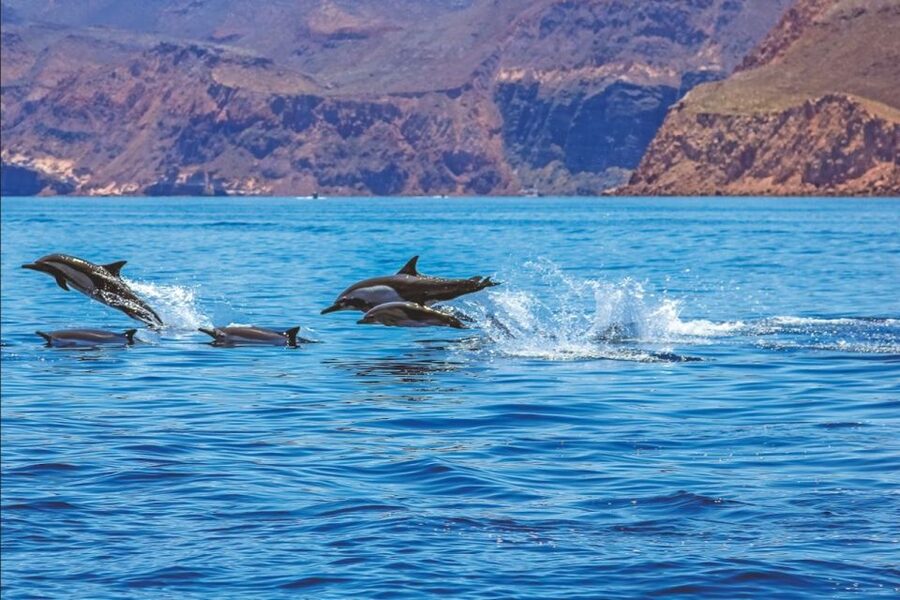 Puerto Rico de Gran Canaria: Premium Dolphin Catamaran Tour - A dolphin cruise from Puerto Rico with more than wildlife