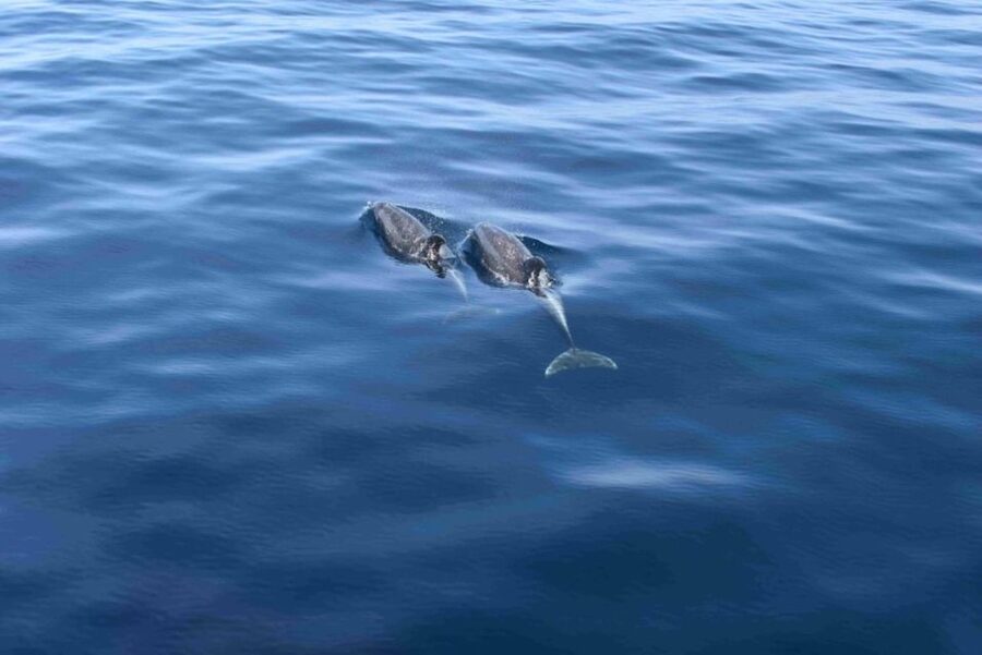 Puerto Rico de Gran Canaria: Premium Dolphin Catamaran Tour - Searching for dolphins in the Atlantic